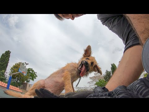 Видео: История щенка по имени Уги. Спасение маленького щенка