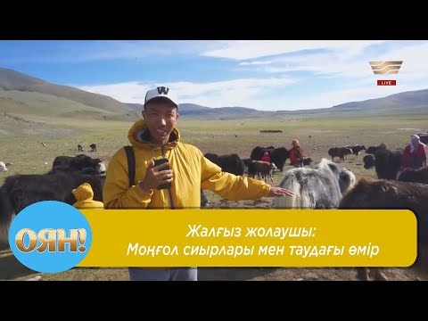 Видео: Жалғыз жолаушы: Моңғол сиырлары мен таудағы өмір