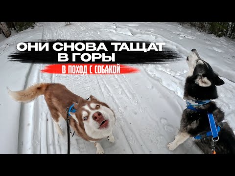 Видео: Снова отправили хаски в поход | Как мы выживаем в межсезонье