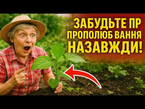 Видео: ЗАБУДЬТЕ ПРО ПРОПОЛЮВАННЯ НАЗАВЖДИ! Ці рослини-винищувачі очистять ваш город краще, ніж будь-які хі