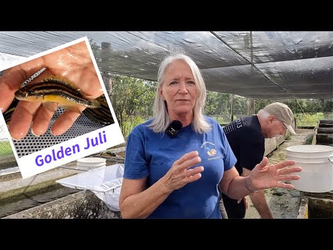 Видео: Создание хранилища для разведения Julidochromis ornatus с Тамелой и Риком