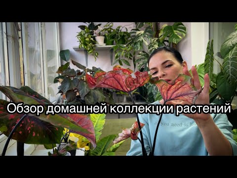 Видео: Обзор домашней коллекции растений🌿