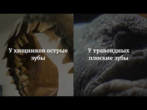 Видео: Чем животные отличаются друг от друга. Урок 7. Естествознание 2 класс