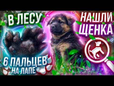 Видео: Нашли в лесу щенка РОСОМАХИ! Что с ним делать?