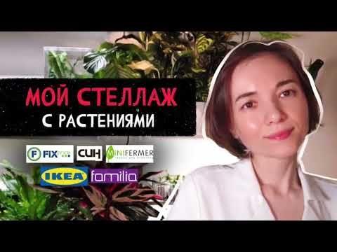 Видео: Мой стеллаж с растениями #растения #интерьер #minifermer #комнатныерастения 