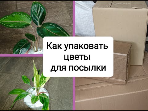 Видео: Как упаковать цветы для посылки, чтобы они дошли живыми