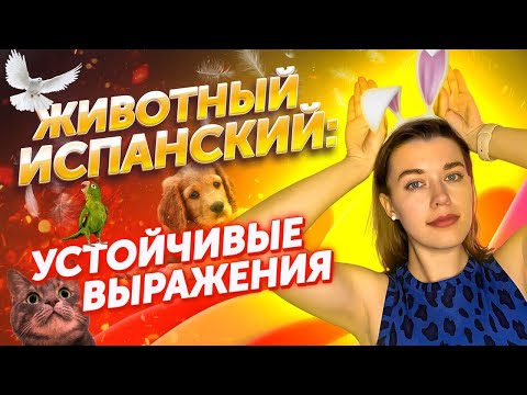 Видео: 20 разговорных выражений с животными / Испанский словарь