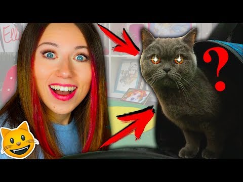 Видео: У МЕНЯ ДОМА КОШКА ! А КАК ЖЕ СОБАКА ??? НОВЫЙ ПИТОМЕЦ ПЕРВЫЙ ДЕНЬ | Elli Di Pets