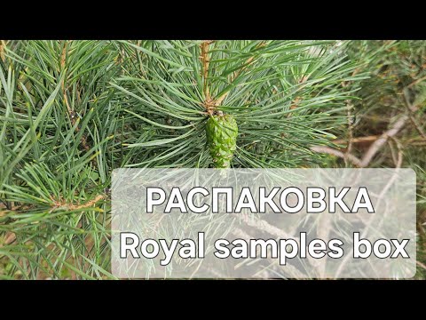 Видео: ЗАКАЗ ИЗ РИВ ГОШ И РАСПАКОВКА ROYAL  SAMLES BOX