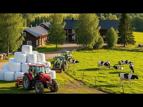 Видео: Финская ферма: 🚜🐂🐎 Тракторы, коровы и бесконечные поля!