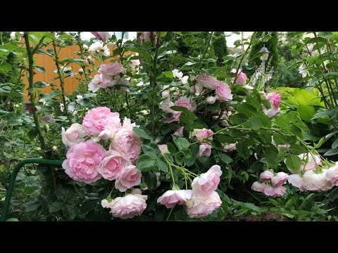 Видео: Как подготовить плетистые розы к зиме.🌹