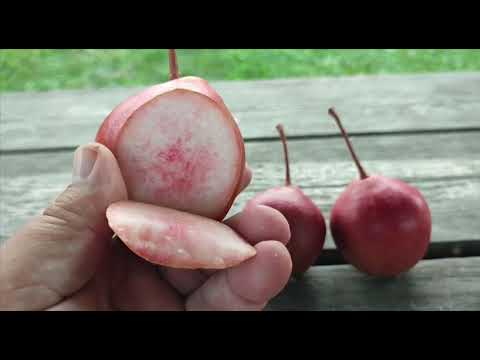 Видео: Груша літня червоном'яса сорт Ред Вільямс (pear Red Williams)