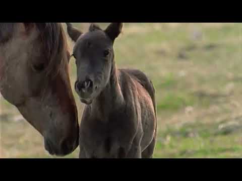 Видео: Клауд: Дикий жеребец Скалистых гор