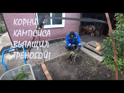 Видео: Выкопали КОРНИ КАМПСИСА легко и просто!_08.10.2025