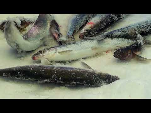 Видео: Рыбалка на Байкале на омуля 11 февраля 2023. Fishing on Lake Baikal for omul February 11, 2023