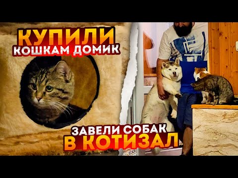 Видео: СОБАКИ в КотиЗале. Купили кошкам домик. День проведенный у кошек, все очень ищут дом.