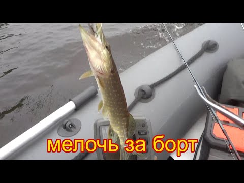 Видео: Жерех отличный боец. Верхняя Волга в этом сезоне радует поклевками жереха.
