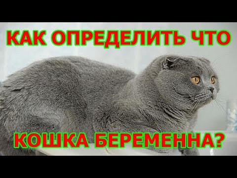 Видео: Как определить, что кошка беременна ?