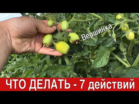Видео: Все причины ВЕРШИННОЙ гнили томата