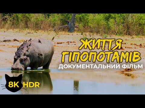 Видео: Бегемот - Найнебезпечніша тварина Африки - Документальний фільм про дику природу в 8K HDR