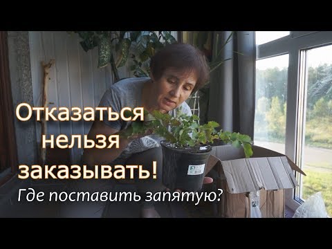 Видео: Распаковка! Агрофирма "Поиск".Посылка с саженцами