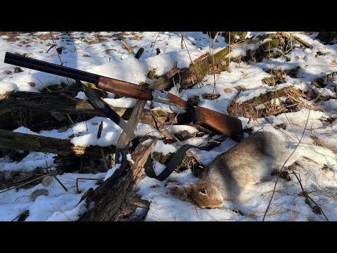 Видео: Первый заяц сезона, да ещё из 20-ки