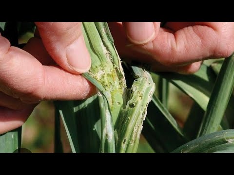 Видео: 9- Қисм Саримсоқ Чеснокга қурт тушибти. #bobodexqonlar 