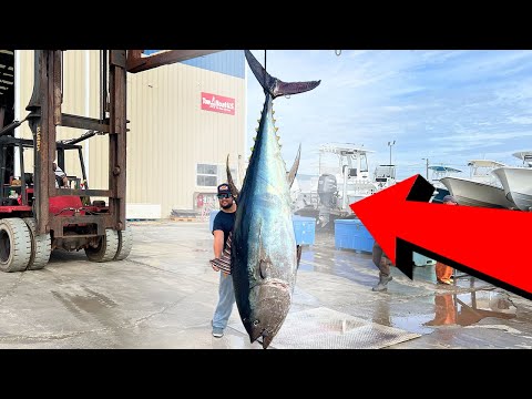 Видео: Тунец длиной +10 футов, пойманный в 3 милях от берега