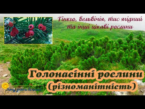 Видео: Різноманітність та значення голонасінних рослин