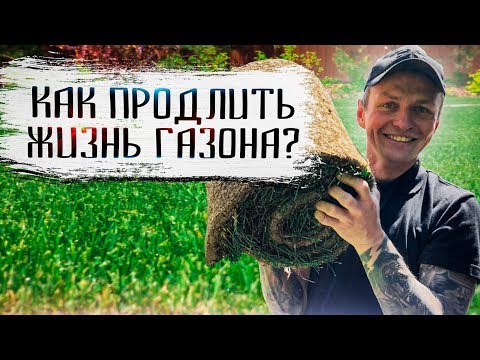 Видео: Сколько лет живёт рулонный газон. Как продлить жизнь газона