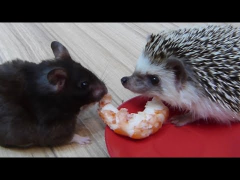Видео: Смотреть Всем !!!!Хомяк Vs Ежик ! Дружба под угрозой ! Борьба за креветку !!!