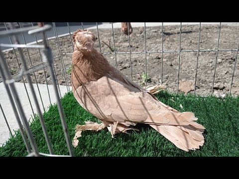 Видео: Узбекские голуби Pigeons الحمام Tauben  merpati کبوتر 鴿子 ハトkaʙūtar güvercinler porumbei 7/04/24