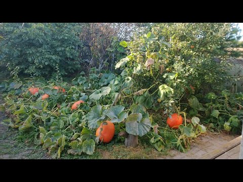 Видео: График отпусков