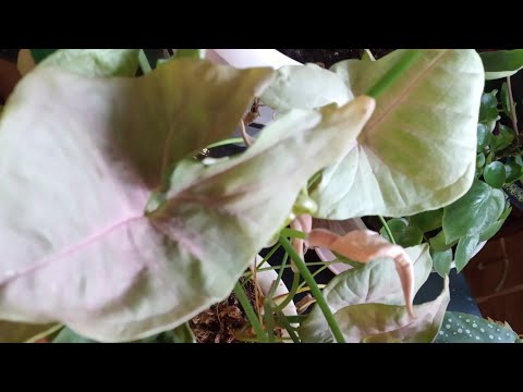 Видео: Зимний сад в квартире