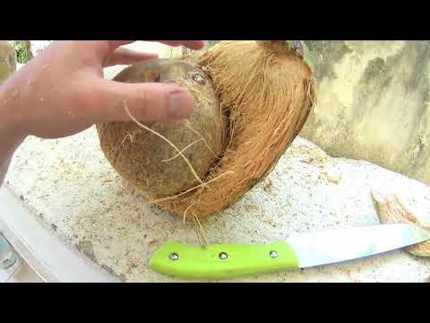 Видео: Как делают кокосовый субстрат. Коротко о пользе кокоса.