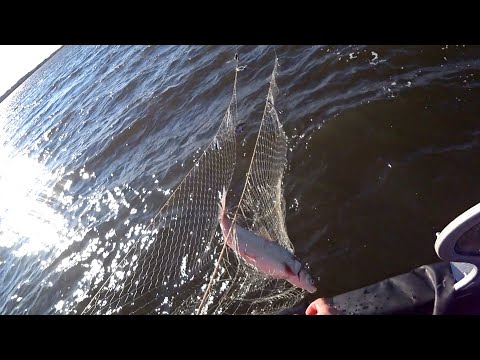 Видео: Промысловая рыбалка  на сига сига сетями. Вылов рыбы на севере по лицензии.