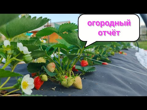 Видео: Ежевика, земляника, голубика, малина Иркутск 3 июля
