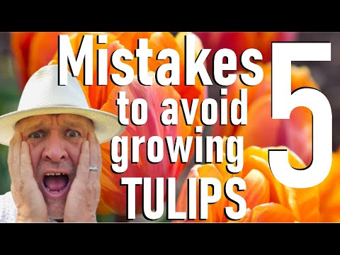 Видео: Избегайте этих пяти ошибок при выращивании луковиц тюльпанов