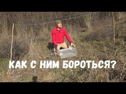 Видео: Ловушка Для Хищника и Фазанов из Рыбацкой Сетки, Он Ест Моих Курей! Что Делать?