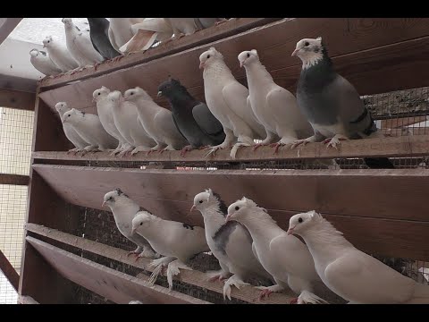 Видео: УНИКАЛЬНЫЕ БОЙНЫЕ  ГОЛУБИ В МОСКВЕ!! ПИТОМНИК МАРКА ЧАСТЬ 4 АЯ!! #pigeons# Tauben#