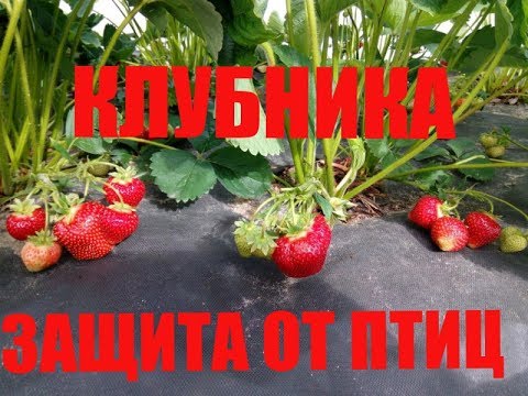 Видео: ЗАЩИТА КЛУБНИКИ ОТ ПТИЦ. ТРИ СПОСОБА. Как Защитить Ягоды от Птиц