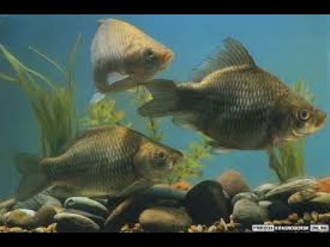 Видео: КОГДА НЕРЕСТ КАРАСЯ, ЖОР КАРАСЯ, КАК ВЕДЁТ СЕБЯ КАРАСЬ