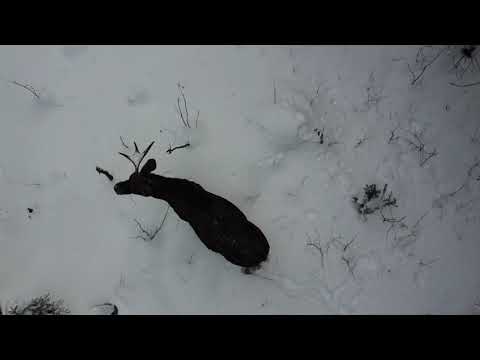 Видео: Сохатые (Лоси) рядом с домами, Удмуртия / Moose next to houses, Udmurt republic