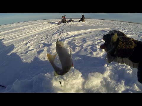 Видео: Ищем окуня. Рыбалка озеро Салтаим, старый Новый год (продолжение), Омская область, 2023