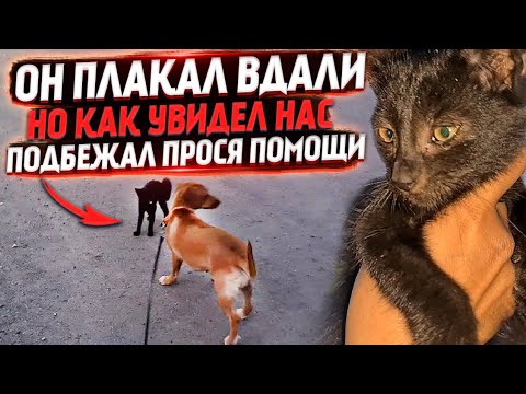 Видео: Он бежал ко мне на встречу злым псам🥺 Отважный "Принц"| Забрали Мурку со Ставрополя. Леди впервые...