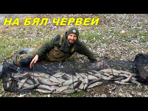 Видео: ГРУБА СЕЛСКА ПРОЯВА - РИБОЛОВ с БЯЛ ЧЕРВЕЙ на РЕКА през ЗИМАТА