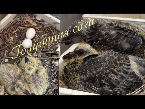 Видео: Голуби у нас на балконе! Голуби - Птенцы голубей - Рождение птенцов! Как растут птенцы!