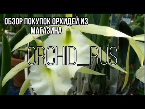 Видео: Покупки орхидей из Orchid_rus || Лена удивила 🫠 || Таких азиатов давно не было 🫣