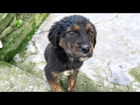 Видео: ТО ИЗБЯГА, НО...