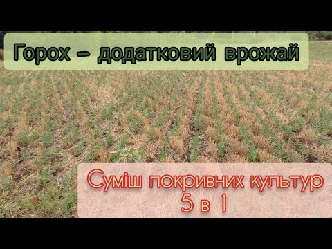 Видео: 28.08.22 Покривні культури замість "ПЛУГА"